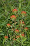 Scarlet Indian paintbrush